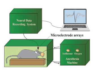 Detection of Neuronal Activity in the Hippocampus of Sleep Deprived Rats  Using Microelectrode Arrays