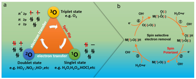 Function of Electron Spin Effect in Electrocatalysts