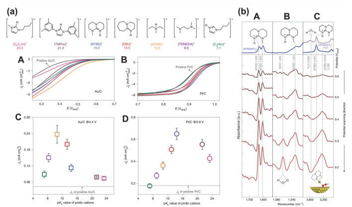 Interfacial Electrical Double Layer in Electrocatalytic Reactions