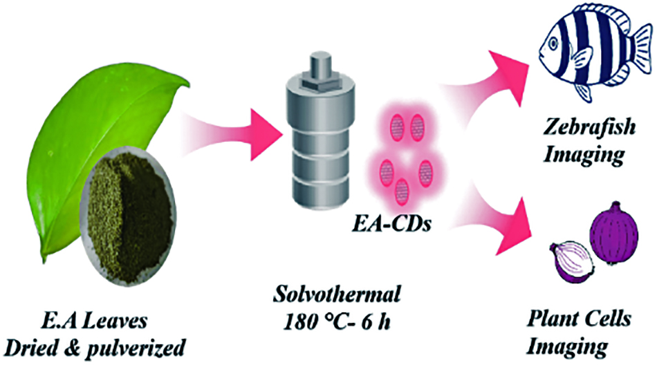Red-emitting carbon dots prepared from <i>Epipremnum Aureum</i