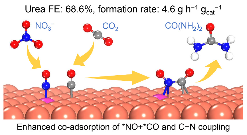 Urea electrosynthesis from carbon dioxide and nitrate using a