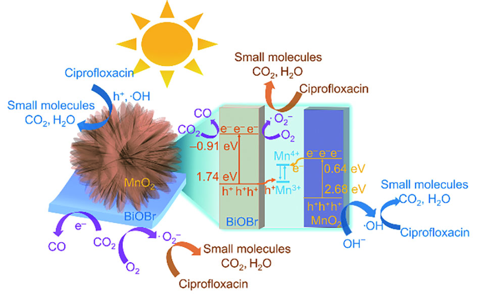 Construction of Z-Scheme MnO 2 /BiOBr Heterojunction for Photocatalytic ...